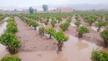 حوادث غیرمترقبه، ۸۵۰ میلیارد تومان به کشاورزی آذربایجانغربی خسارت زد حوادث غیرمترقبه، ۸۵۰ میلیارد تومان به کشاورزی آذربایجانغربی خسارت زد