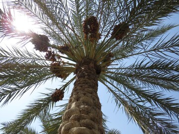 تصاویر / برداشت خرما در روستای ابو دبس شهرستان کارون