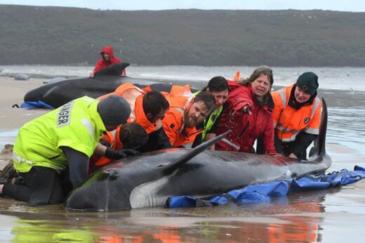 ببینید | تصویری دلخراش از خودکشی دسته‌جمعی نهنگ‌ها