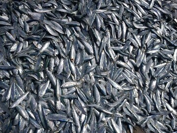 آغاز فصل صید ماهی از دریاچه سد ارس