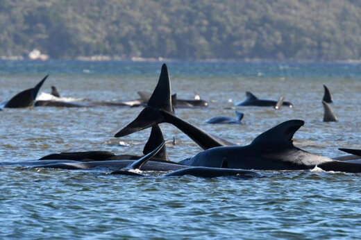 ببینید | خودکشی دسته جمعی ۳۸۰ نهنگ به گل نشسته در استرالیا