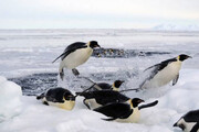 ببینید | بچه پنگوئن‌ها برای نخستین بار تن به آب زدند