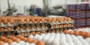 صادرات تخم مرغ منوط به مجوز وزارت کشاورزی شد+ سند