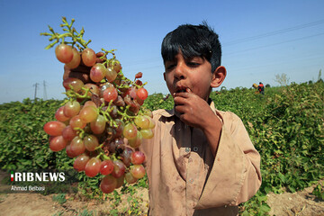 تولید کشمش سنتی و صنعتی در تاکستان