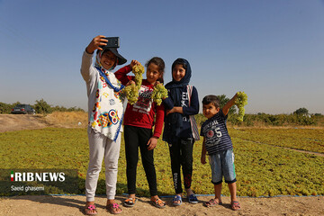 تولید کشمش سنتی و صنعتی در تاکستان