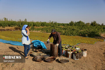 تولید کشمش سنتی و صنعتی در تاکستان