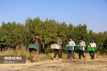 تولید کشمش سنتی و صنعتی در تاکستان