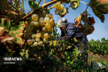 تصاویر | برداشت انگور و تولید کشمش سنتی و صنعتی در تاکستان