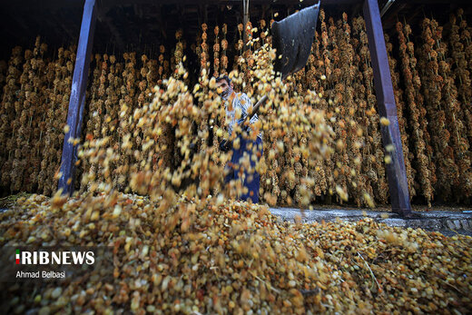 تولید کشمش سنتی و صنعتی در تاکستان