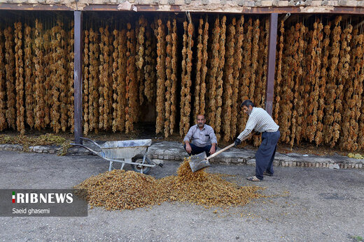 تولید کشمش سنتی و صنعتی در تاکستان
