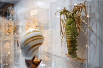 تصاویر | موزه صدف اصفهان  