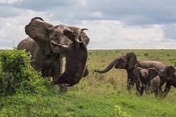 تصاویر | فریم‌های اعجاب انگیز و تلخ از انتقام نبرد فیل‌ با بوفالوی قاتل