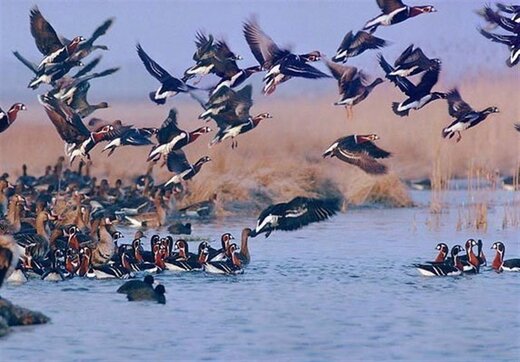 جنایت علیه محیط زیست و پرندگان مهاجر در خوزستان/ تصاویر 