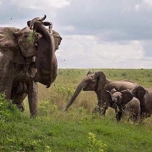 نبرد فیل‌ها در برابر بوفالوها