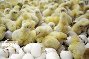 چرا مصرف مرغ در کشور کاهش یافت؟