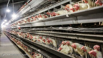 اعلام نرخ جدید مصوب مرغ تا ۱۰ روز آینده