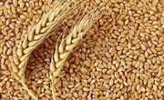 افزایش قیمت گندم و خوراک دام در بازارهای جهانی