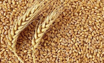 ۳۰ درصد بذر گندم مصرفی در چهارمحال و بختیاری گواهی شده است