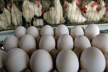 تخم مرغ در بازار چند؟