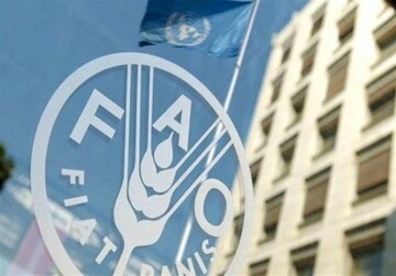 منظمة الفاو: إنتاج إيران من الحبوب یشهد نموا بنسبة 17.3 بالمائة