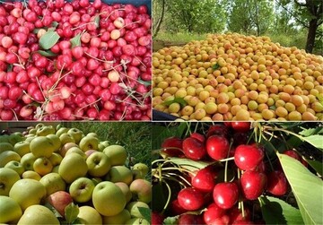 امسال ۴۰ هزارتن سیب از باغات نهاوند برداشت می شود