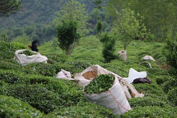 آخرین قیمت چای در بازار/ افزایش ۳۹درصدی صادرات چای ایرانی