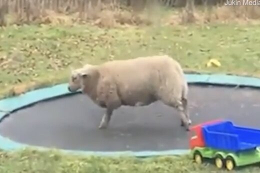 ببینید | تفریح عجیب و خنده‌دار گوسفند خانگی در حیاط