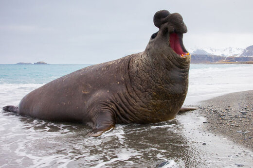 ببینید | جولان فیل دریایی عظیم در خیابان‌های شیلی