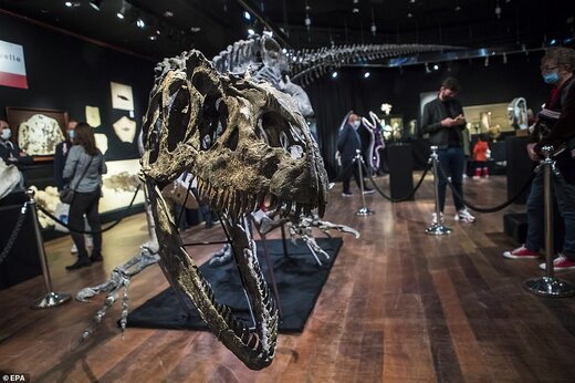حراج 1 میلیون پوندی بقایای دایناسور گوشتخوار آلوسور با 150 میلیون سال قدمت