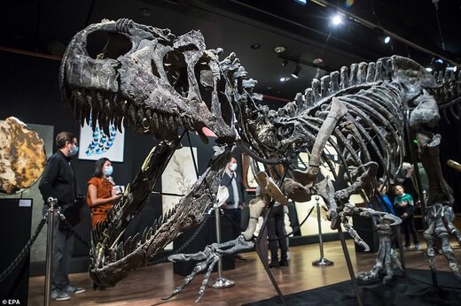 حراج 1 میلیون پوندی بقایای دایناسور گوشتخوار آلوسور با 150 میلیون سال قدمت