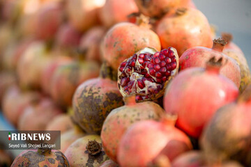 تصاویر | برداشت انار از باغ‌های بهشهر مازندران