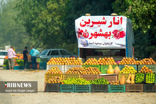 برداشت انار از باغ‌های بهشهر مازندران