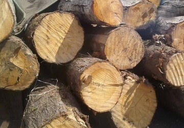 کشف ۳۴۰ کیلو چوب جنگلی قاچاق در "لردگان" 