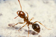 ببینید | قدرت عجیب مورچه در حمل طعمه‌