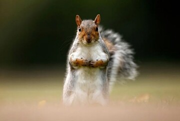 دیدنی‌های امروز؛ از حامیان بدون ماسک ترامپ تا تبادل زندانیان در یمن