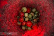 ببینید | برداشت گوجه فرنگی در سنندج