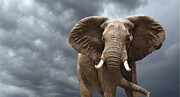 ببینید | فیل با فرهنگ و عاشق محیط زیست