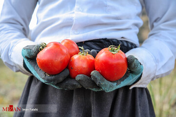 برداشت گوجه فرنگی در سنندج