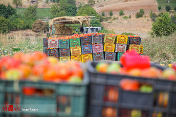 برداشت گوجه فرنگی در سنندج