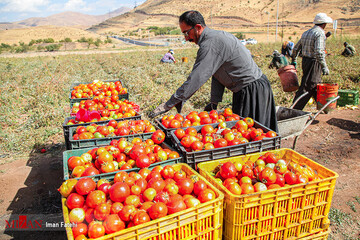 برداشت گوجه فرنگی در سنندج