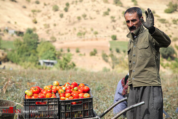 برداشت گوجه فرنگی در سنندج