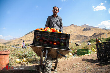 برداشت گوجه فرنگی در سنندج