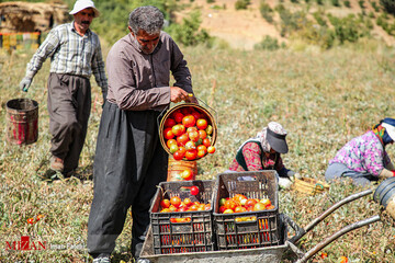 برداشت گوجه فرنگی در سنندج