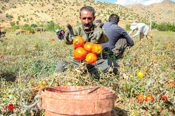 برداشت گوجه فرنگی در سنندج