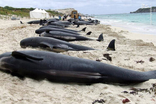 ببینید | خودکشی دسته جمعی صدها نهنگ در سواحل نیوزیلند