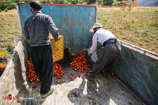 برداشت گوجه فرنگی در سنندج