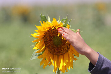 گنج پنهان در دل کویر