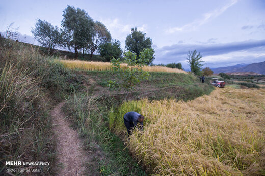 برداشت سنتی برنج در الموت
