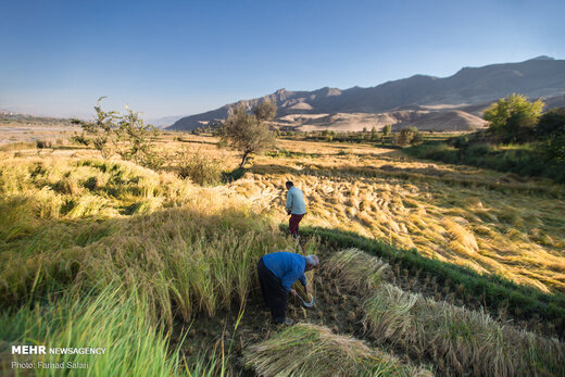برداشت سنتی برنج در الموت
