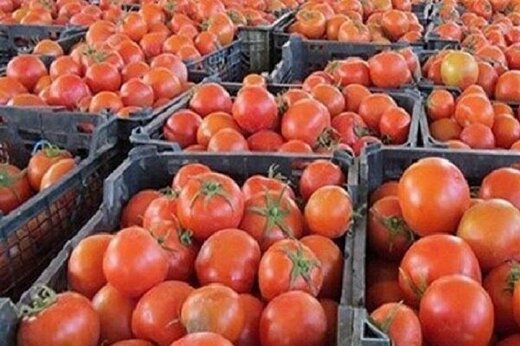 یک‌تازی گوجه فرنگی در بازار صیفی‌جات 